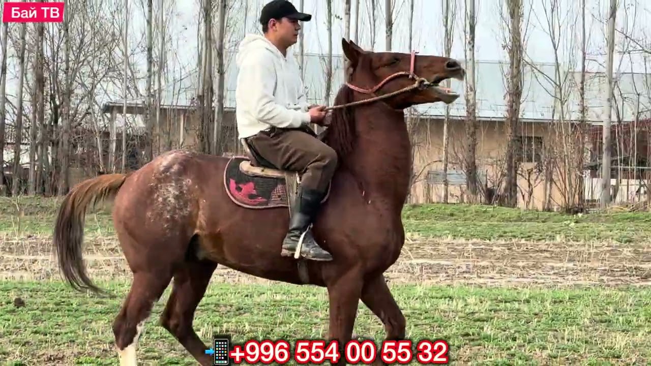 СЫНДУУ КАШКА АТ АРЗАН ЧЫКТЫ 🤯#байтв 