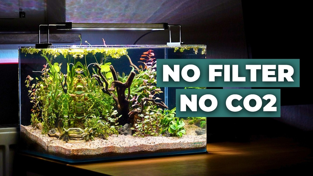 Creating a No-Filter Low-Tech Nano Tank 🌿