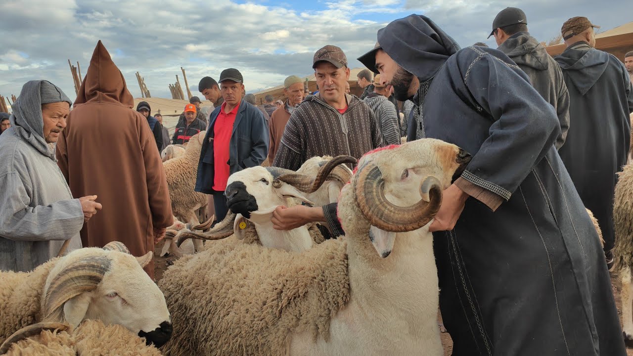 مباشرة من سوق حد البروج إقليم سطات مع اتمنة الخروف ،الخروفة والحولي خيرات تبارك الله