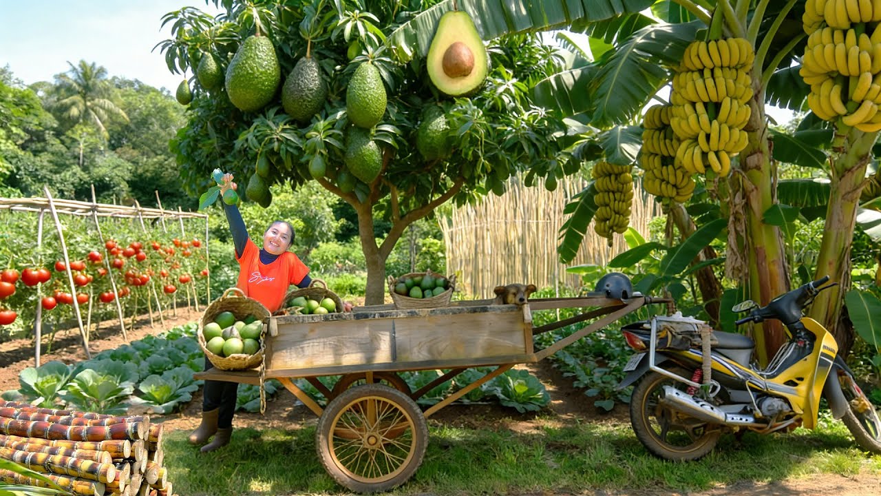 Harvest Farm Produce: Booth Avocados, Tomatoes, Sweet Leaf, Sugarcane, Bananas To Sell At The Market