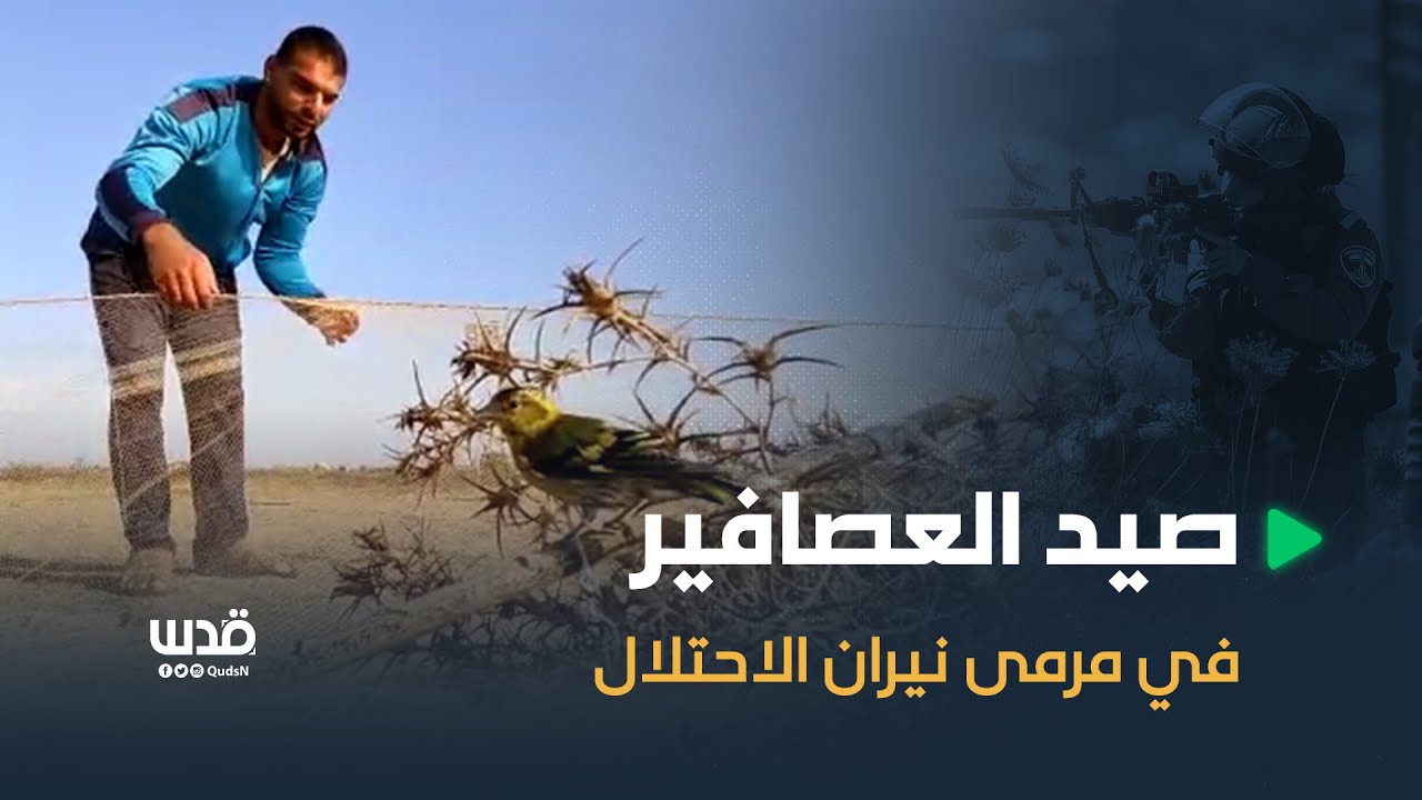 صيد العصافير شرق قطاع غزة.. سعي نحو رزق يهدد حياة أصحابها..
