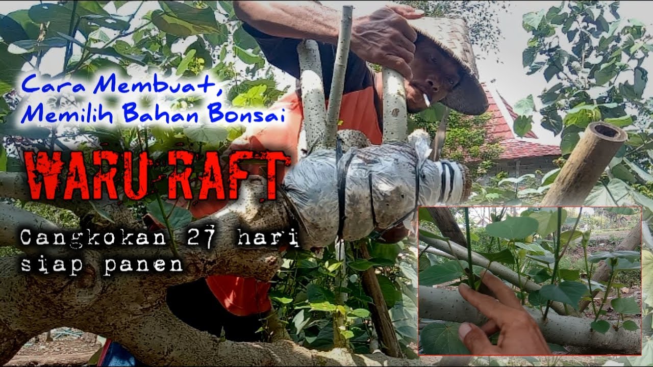 Teknik membuat, memilih bahan bonsai waru raft