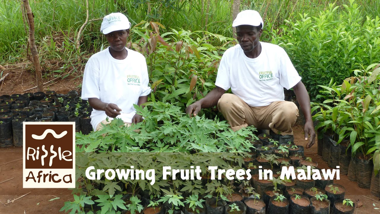 Fruitful Office - Growing fruit trees in Malawi - Ripple Africa