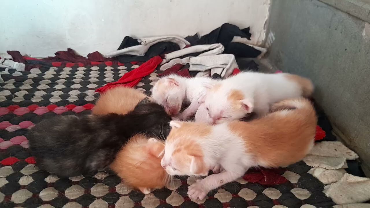 The newborn kittens are sleeping together very lovely 