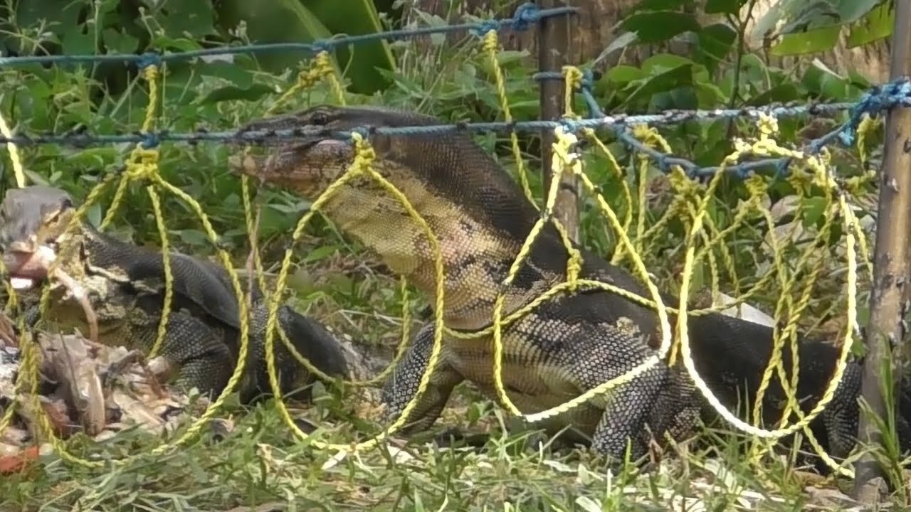 Triple kill 3 ekor biawak langsung masuk jerat