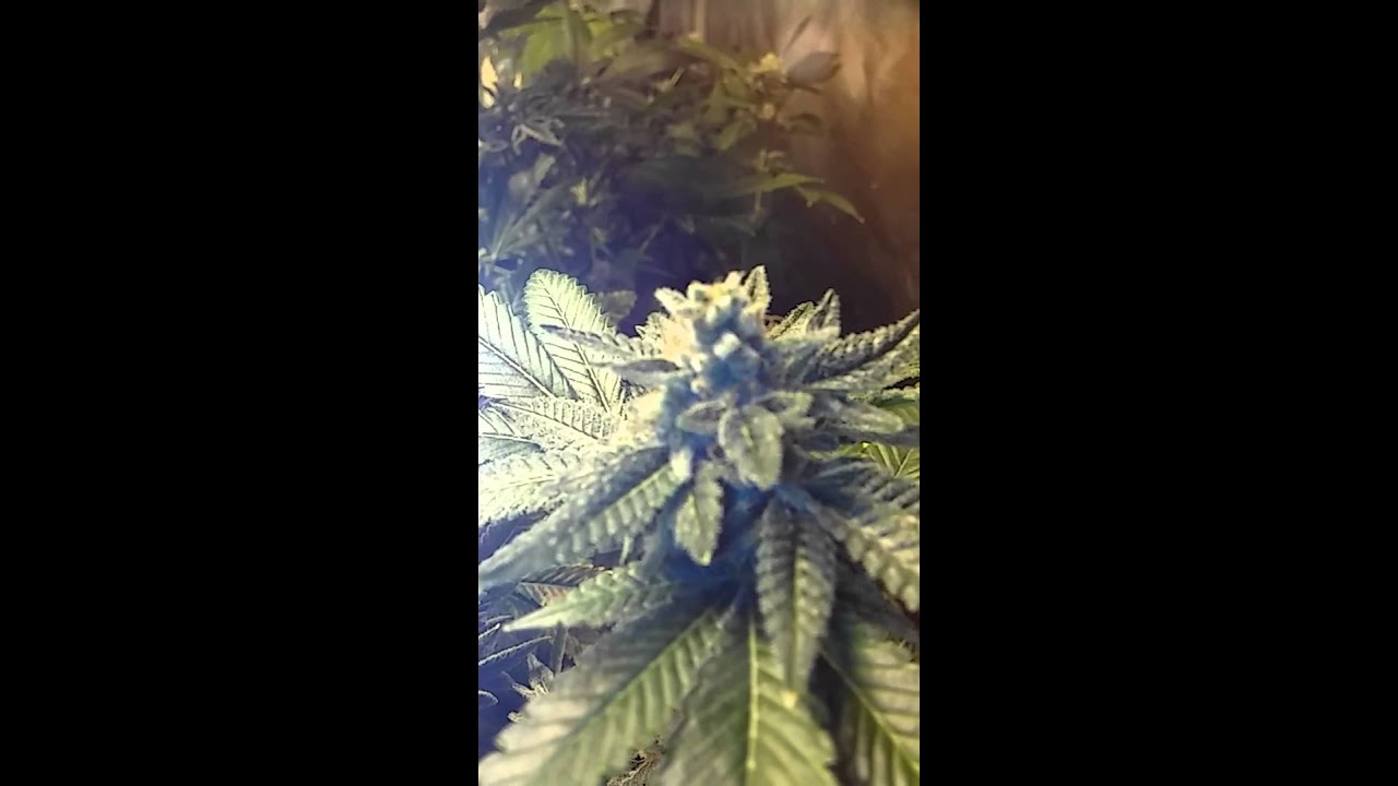 Mom's Organisms XL ... Makes Super Frosty Buds