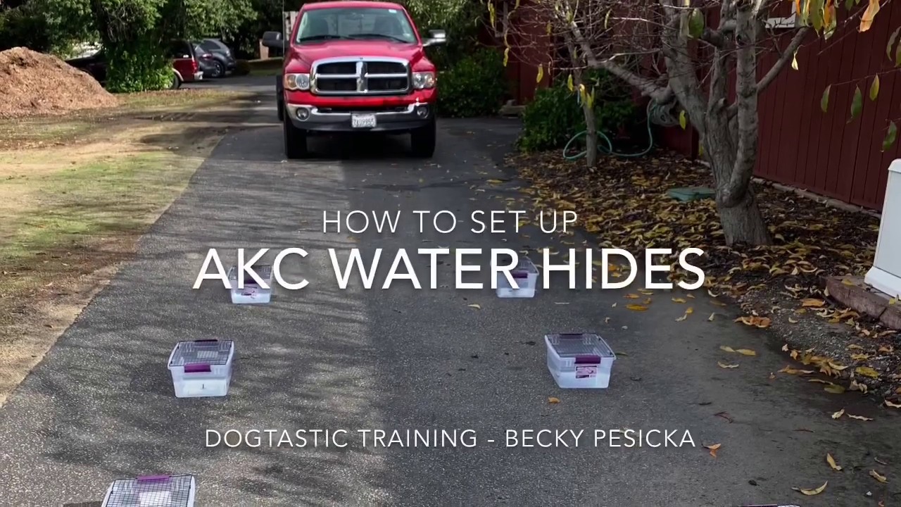 Scent Work/Nose Work Buried Hides - How to set up AKC Water Hides