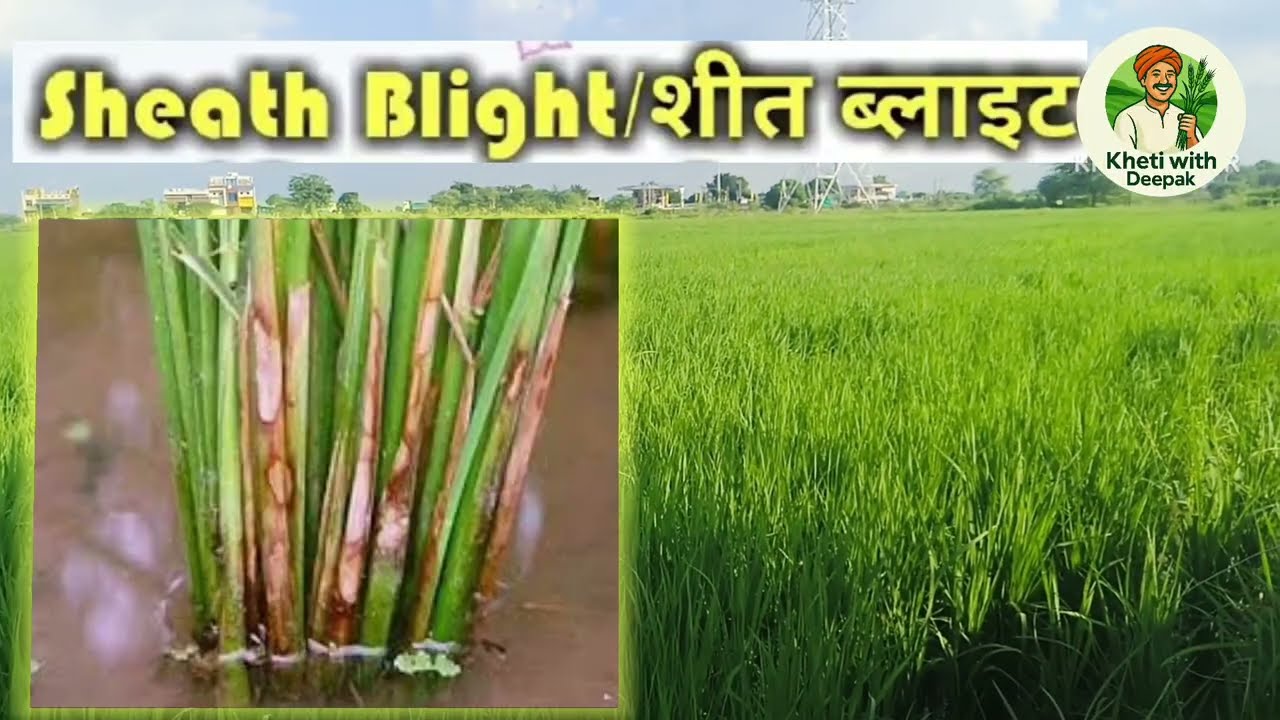 A to Z Information about all diseases of rice | Complete treatment of insects and disease