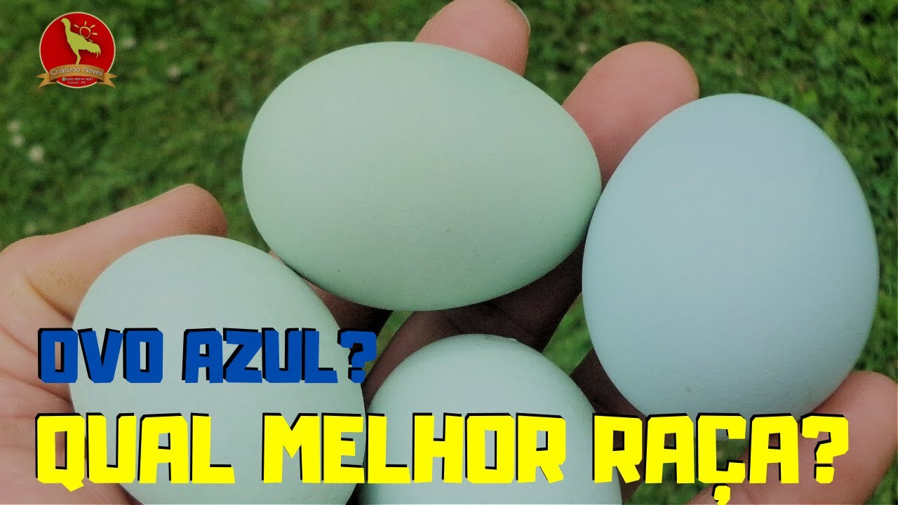 Quero vender OVO AZUL. Qual raça de GALINHA devo escolher?