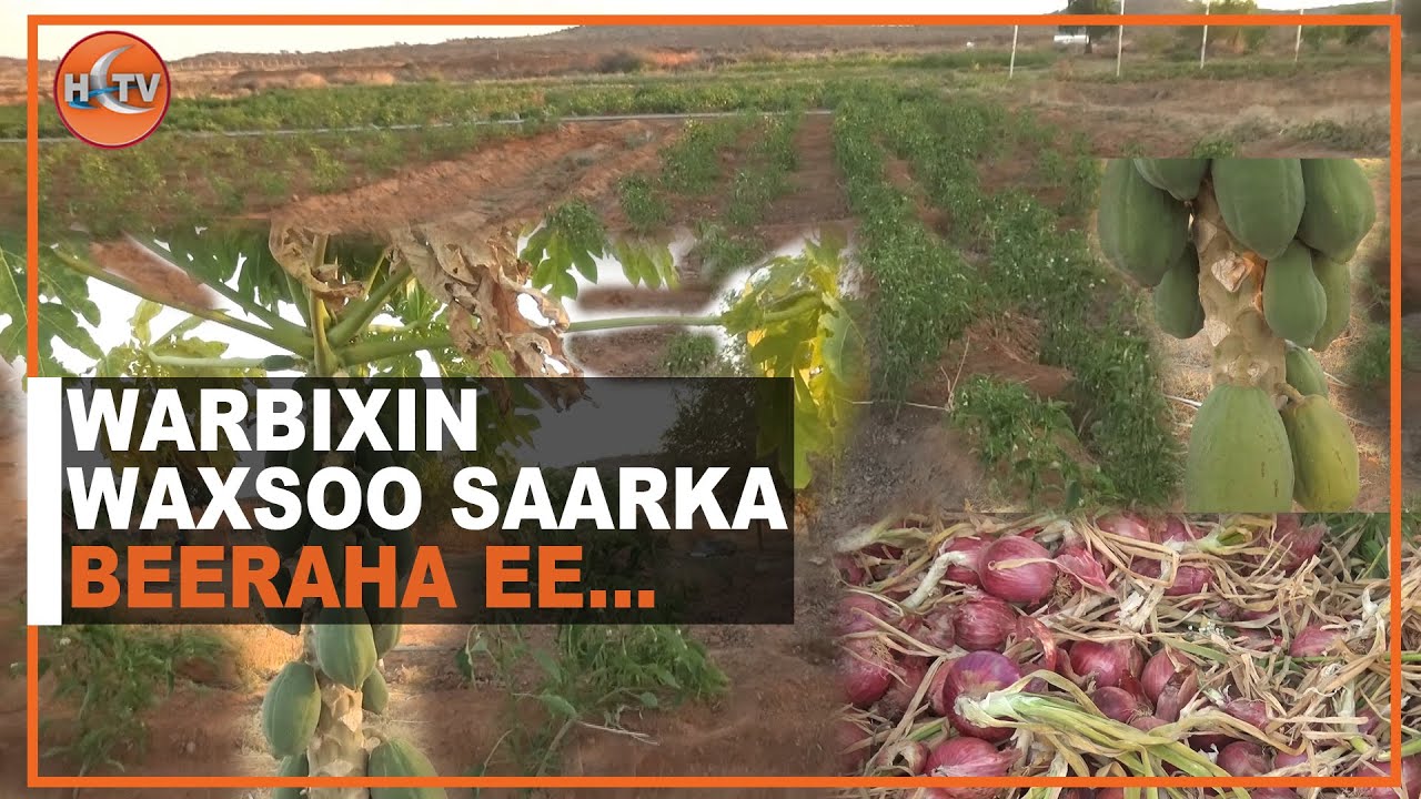 warbixin: Koboca wax soo saarka beeraha caynaba