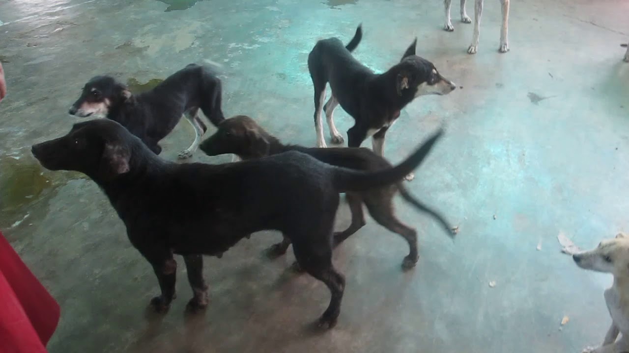 Part 14/23-Mornings with the Street Dogs in Recovery,ABC Project, Tibetan Refugee Settlement, India