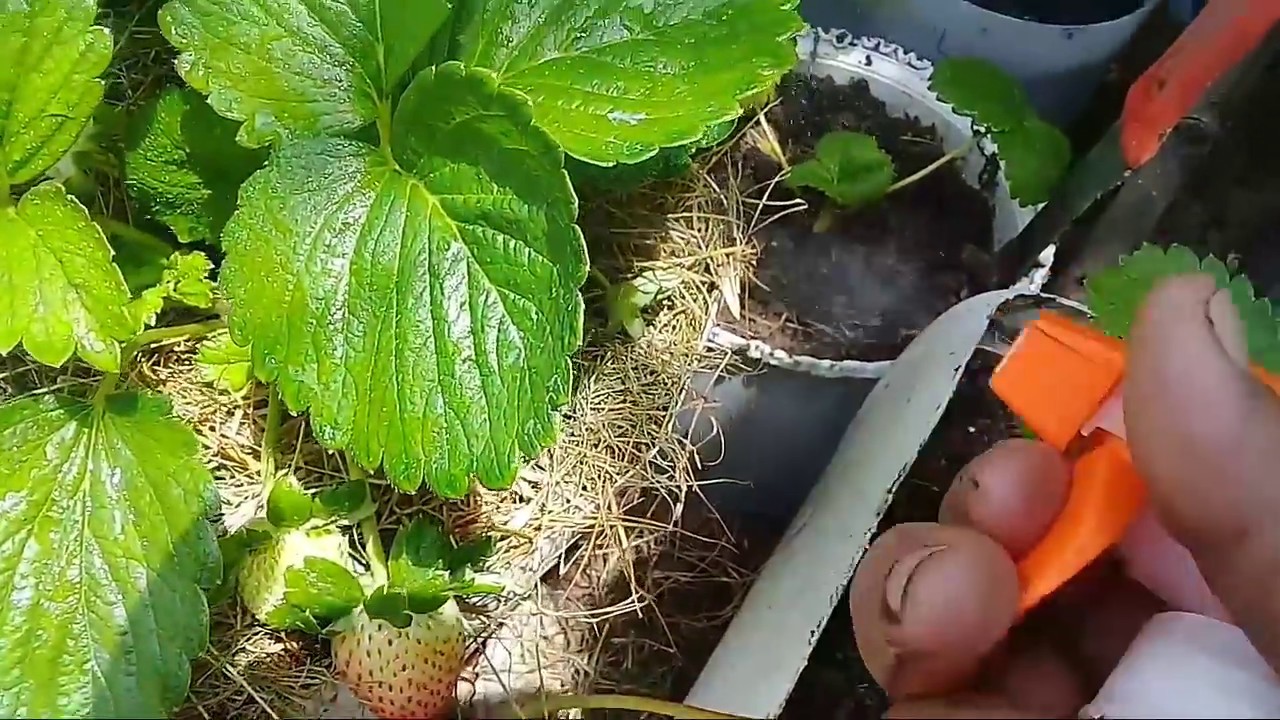 quais são os cuidados com morangueiro para dar bons frutos