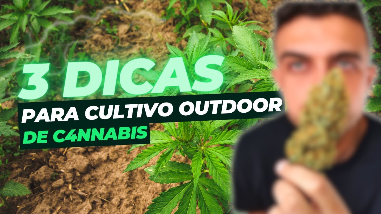 3 dicas para cultivo outdoor