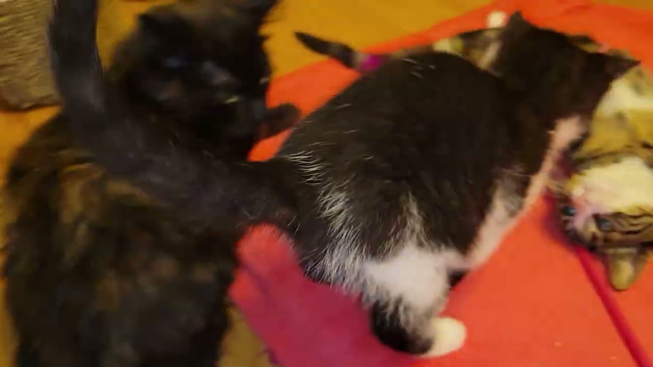 Kitten Kris Kringle crying in pain when I palpate his abdomen January 6th 2024