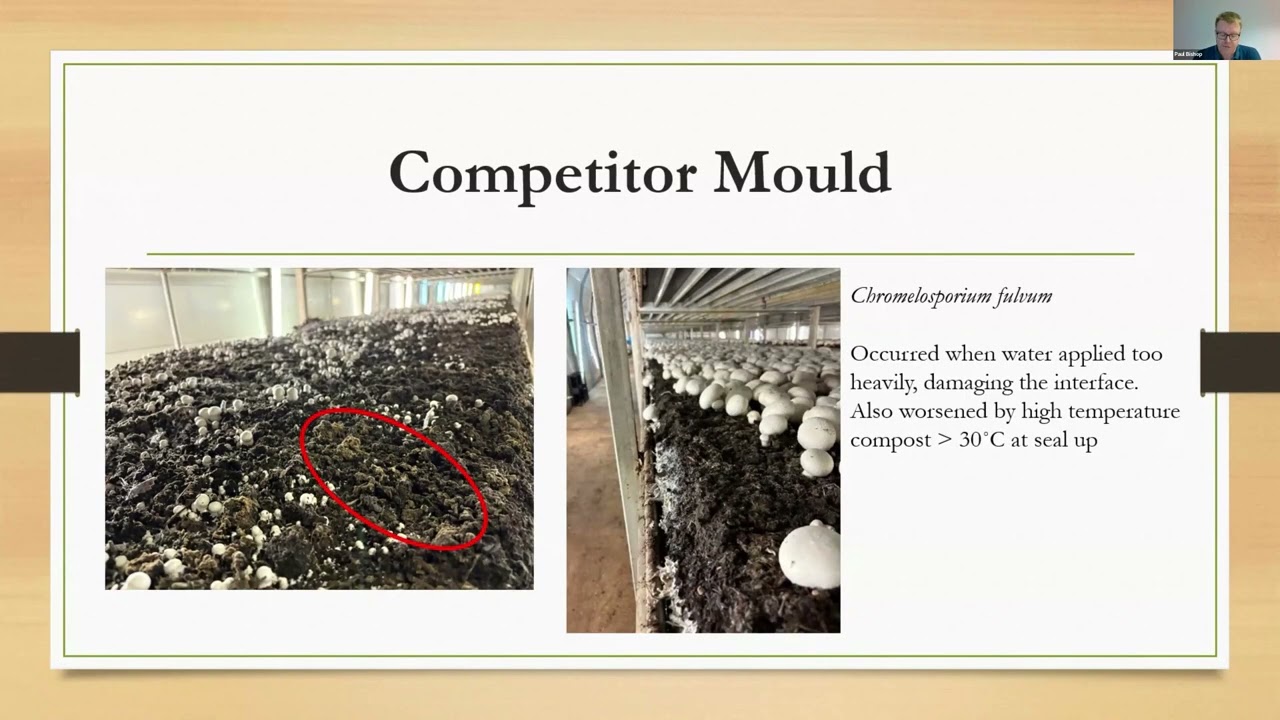 Mushroom Casing Alternatives   Research update