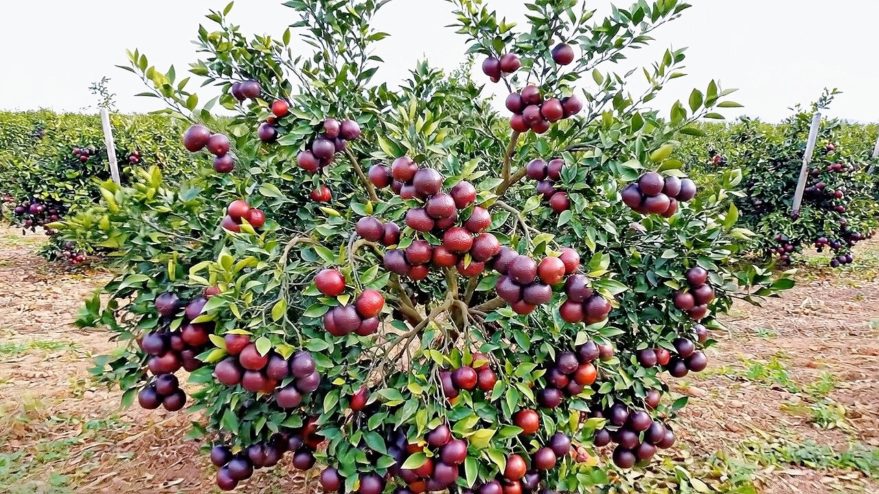 New Blood Orange Variety with Super Big and Abundant Fruit in Rural Italy | Countryside Life