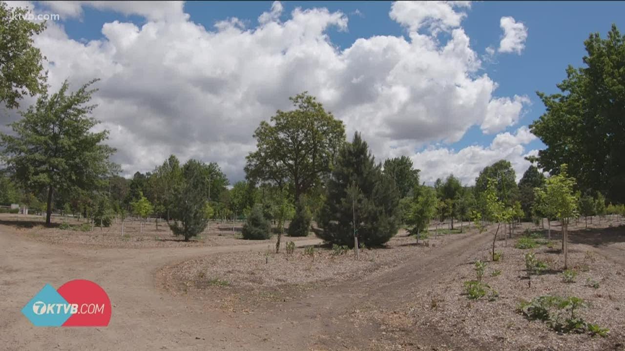 How Boise continues to be the City of Trees