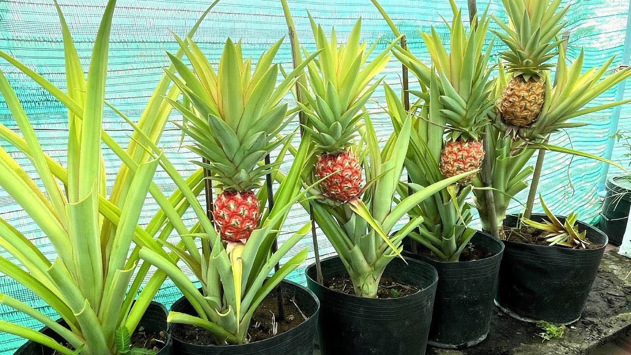 How to Grow Pink Pineapple from top off to harvest, Roof top Gardening