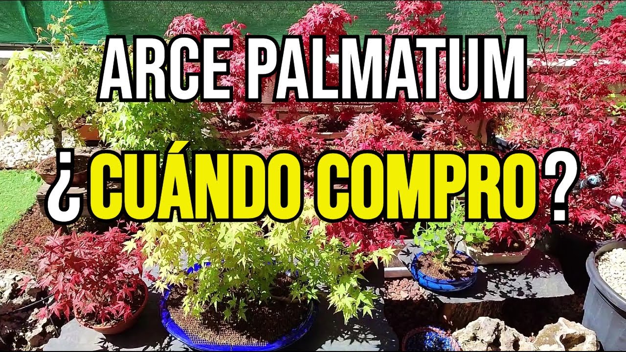 BONSAI - ¿CUÁNDO COMPRO UN ARCE PALMATUM?
