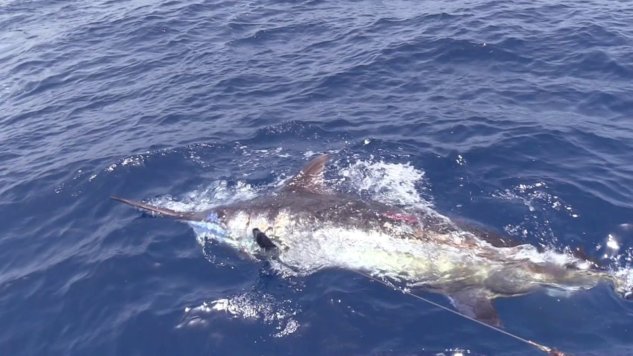 Marlin fishing Cape Verde 2017