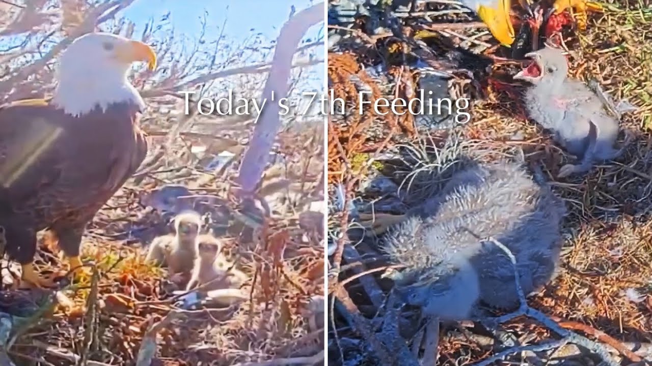 #88🦅🐥17°🐥12°／Winter Park Eagle Nest 2026／Against All Odds:One-Eyed Mom／by Winter Park Eagle Cam