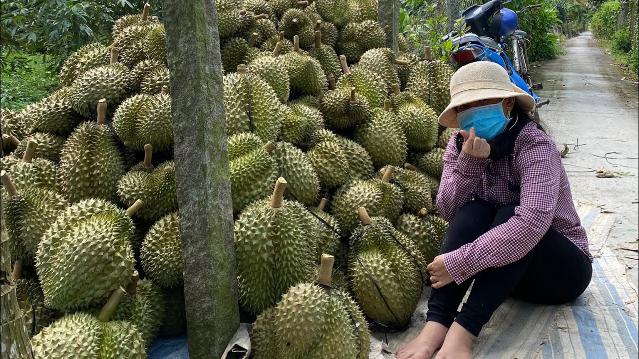 THU HOẠCH SẦU RIÊNG TẠI CAI LẬY TIỀN GIANG