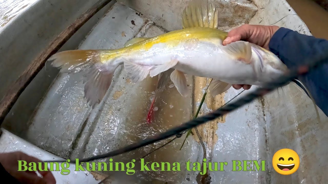 Rezeki baung kuning kena tajur BEM 😄