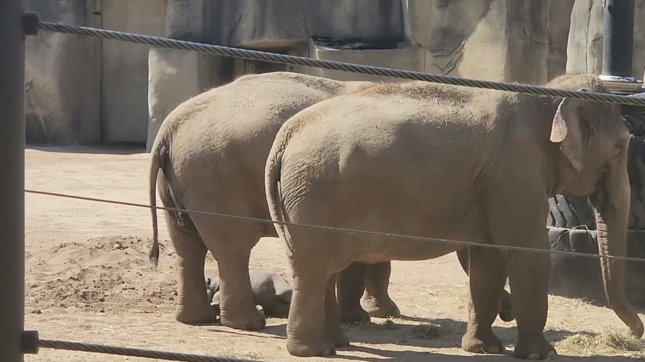 Baby elephant lays down for a nap on mom's foot