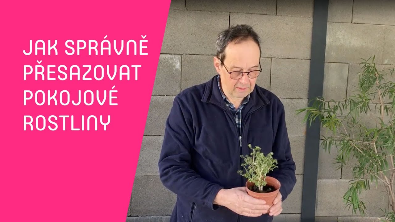 Jak správně přesazovat pokojové rostliny (Lidická)