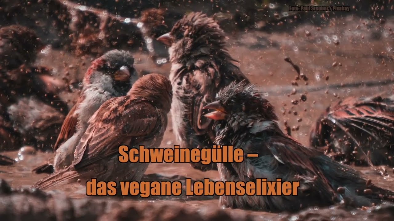 Pollmers Mahlzeit: Schweineg&uuml;lle, das vegane Lebenselixier (UT)