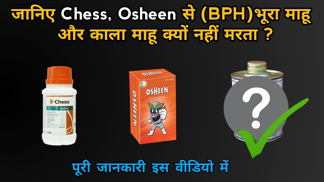 Syngenta Chess | Pi Osheen | BPH Control in Paddy | जानिए धान में भूरा माहू और तेला क्यों नहीं मरता