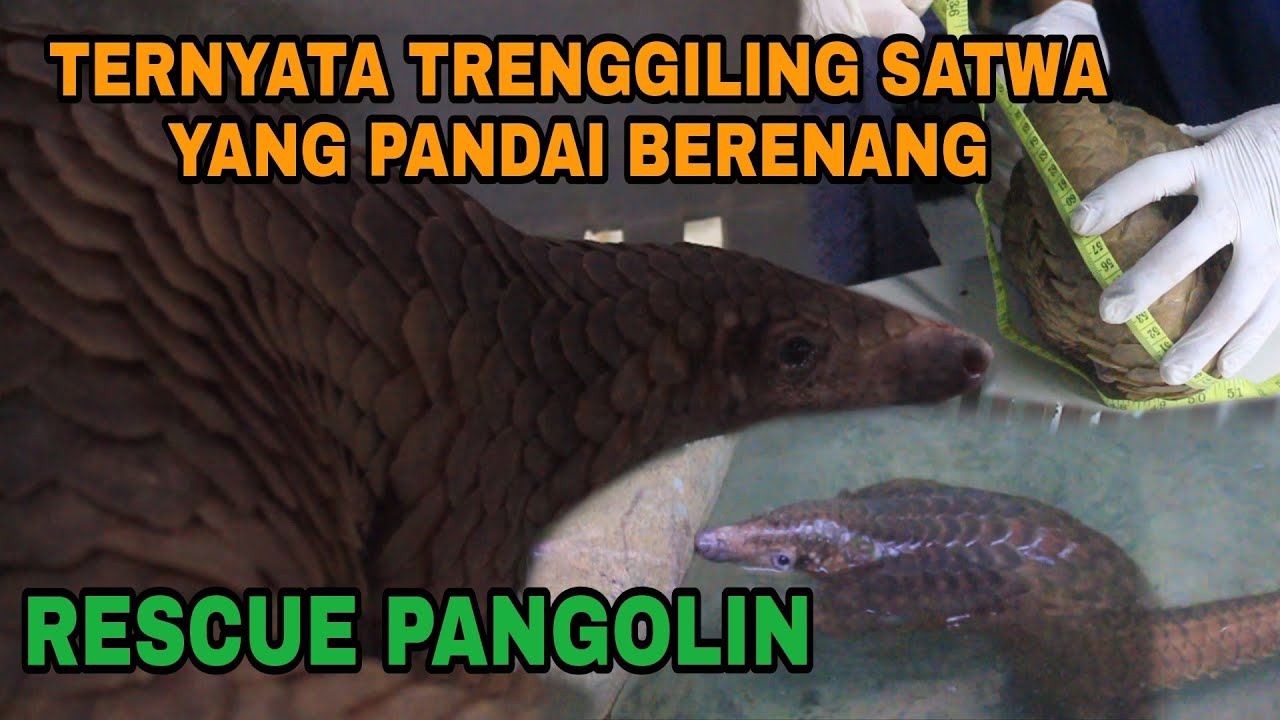 TERNYATA TRENGGILING SATWA YANG PANDAI BERENANG|PANGOLIN RESCUE‼️