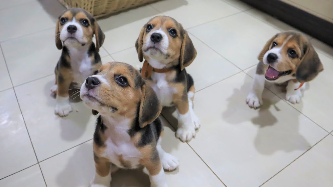 Beagle Pups Sit Down for a Treat!