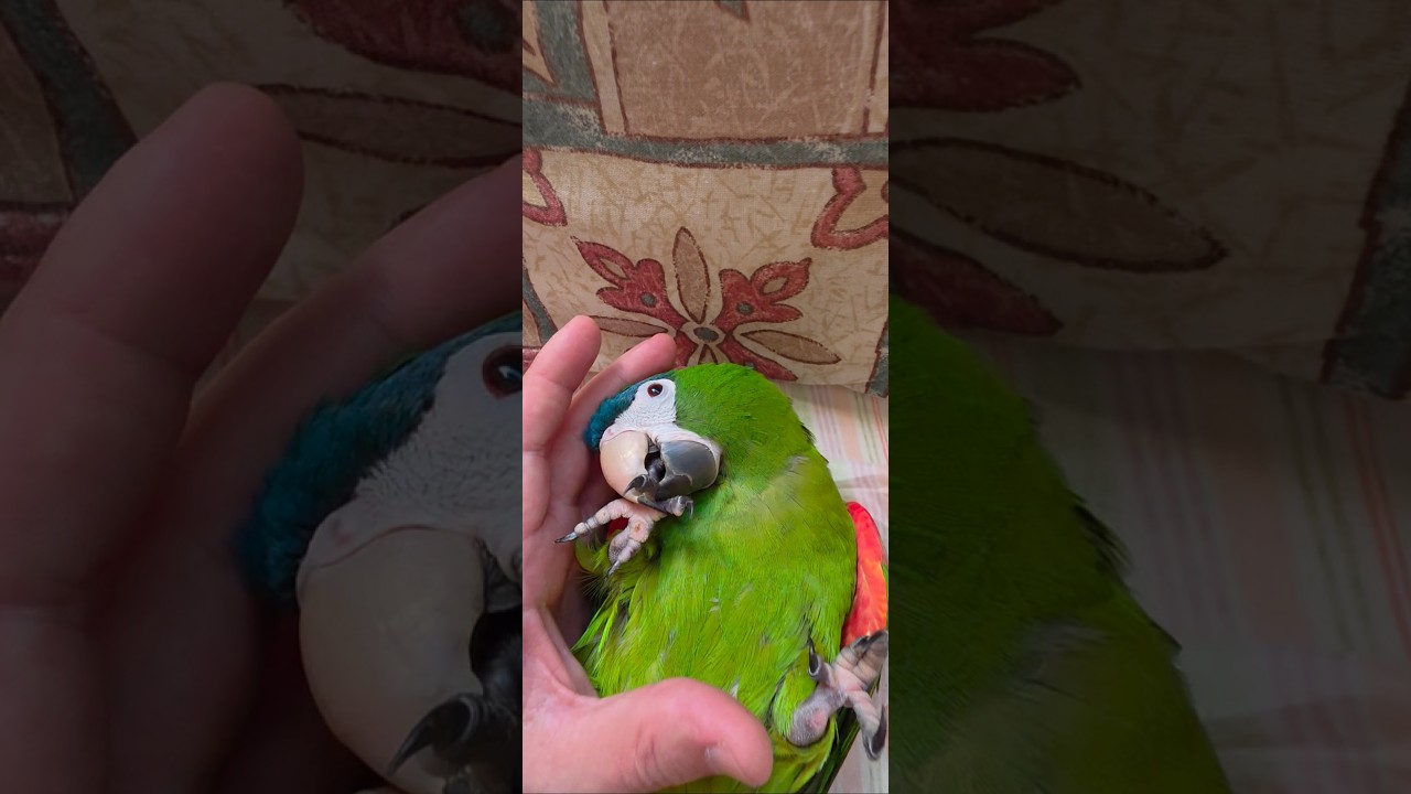 Arara Maracan&atilde; dengosa. Parrot.
