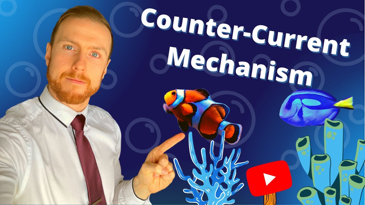 GAS EXCHANGE in Fish - Counter-Current Principle AQA A-Level Biology