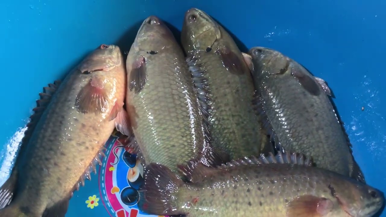 Cân thử cá rô 3 tháng 10 ngày nuôi bể xi măng 