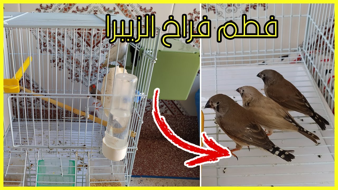 🐦فطم فراخ الزيبرا فينش و تجهيز زوج الزيبرا🐤