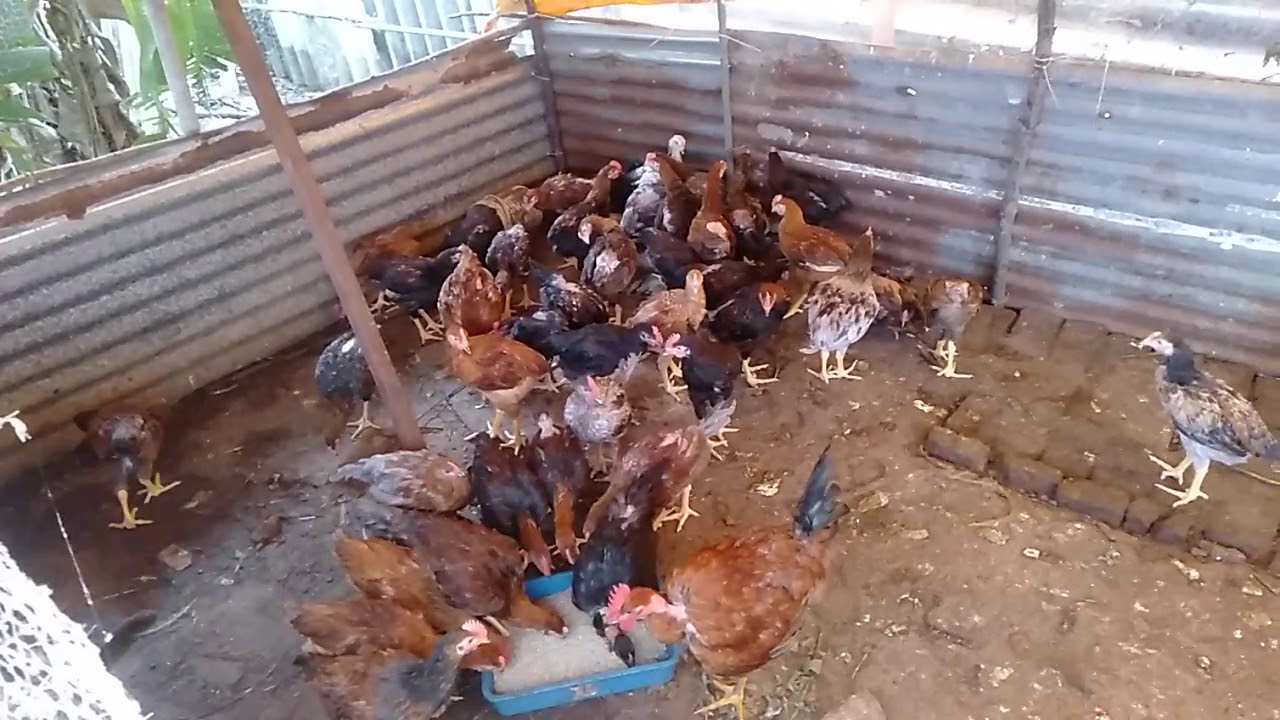 aseel peruvidai female available cnt 9940616173