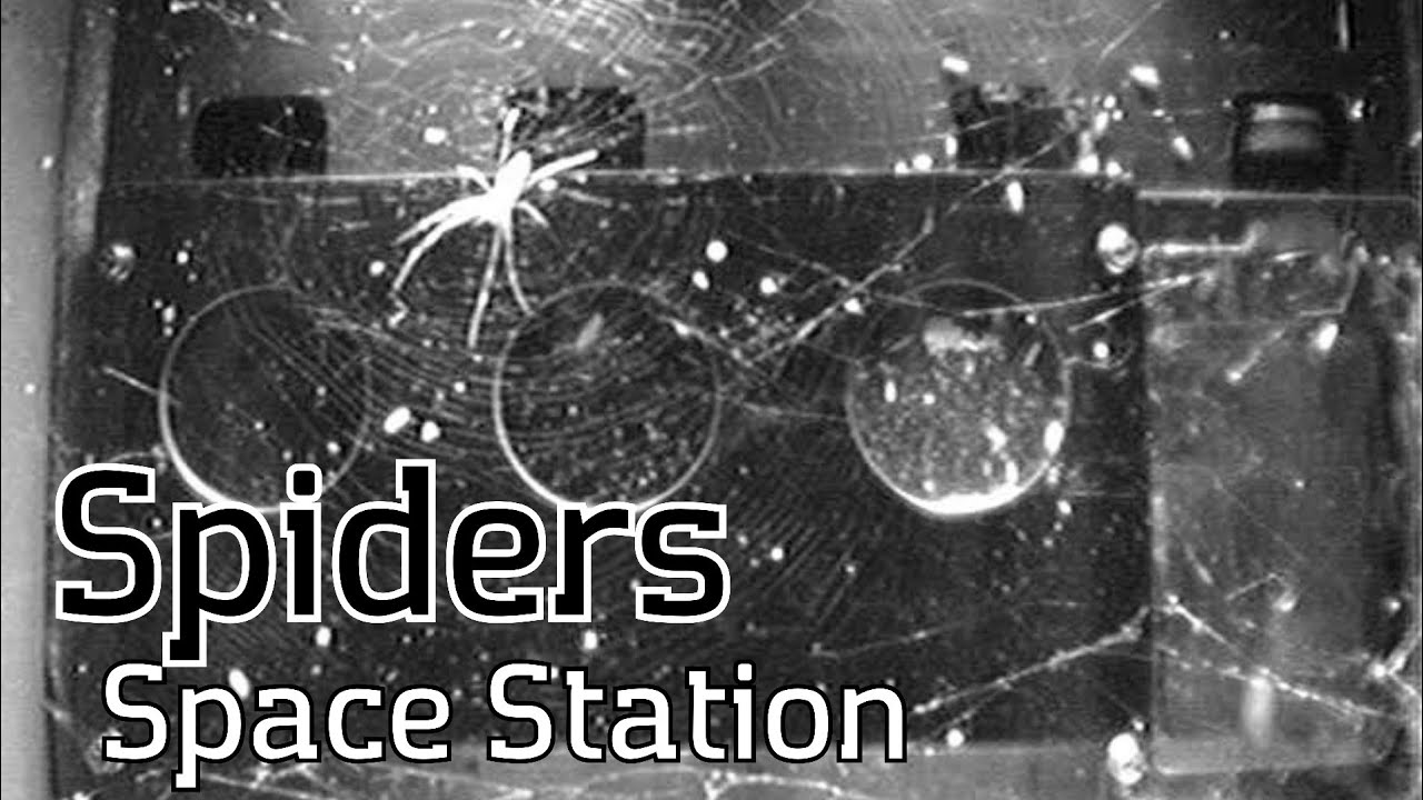 Spiders in Space | Can spiders weave webs without gravity?