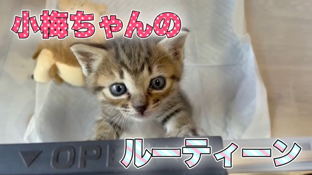 【子猫のルーティン】ただただかわいい子猫ちゃんの日常【A lovely kitten】