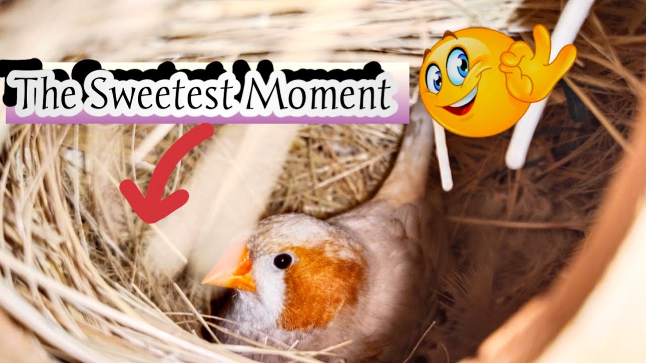 Finches Ne Bachay Nikal Liye 🐣 | Baby Finches Hatching for the First Time😍❤️
