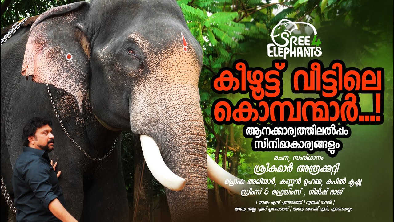 കീഴൂട്ട് വീട്ടിലെ താരസൂര്യൻമാർ | UNBELIEVABLE BONDING...!!!! A STAR TUSKER AND HIS CELEBRITY MASTER