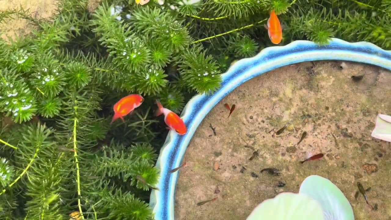 Mua cá mới cho hồ sen