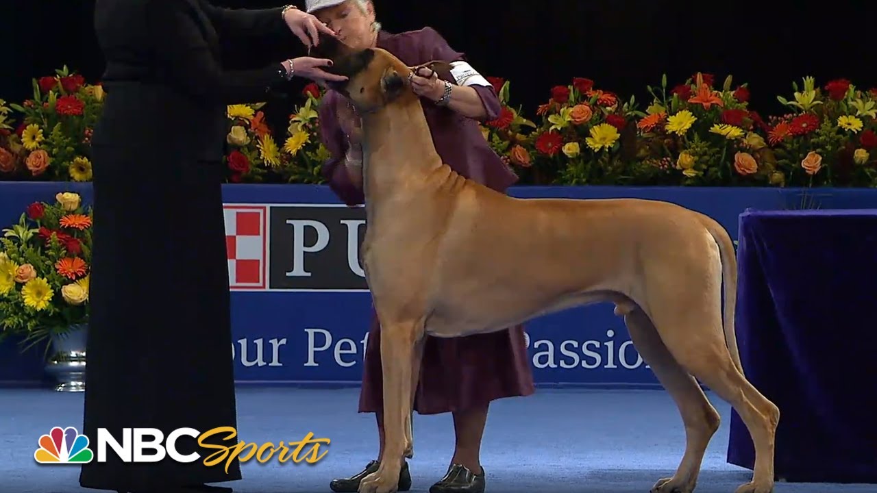 National Dog Show 2012: Best in Show (Full Judging) | NBC Sports