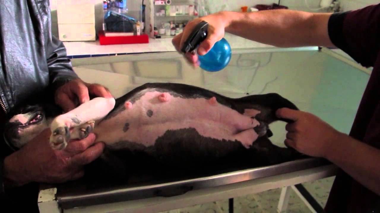 Evaluación ecográfica de una perra con 55 días de gestación.