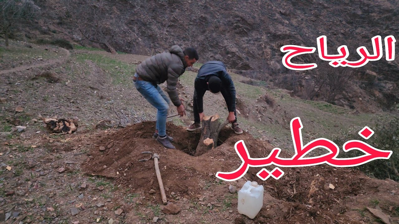 الرياح قوية يتجاوز 100 كلم وقلع الأشجار في جبال الريف 