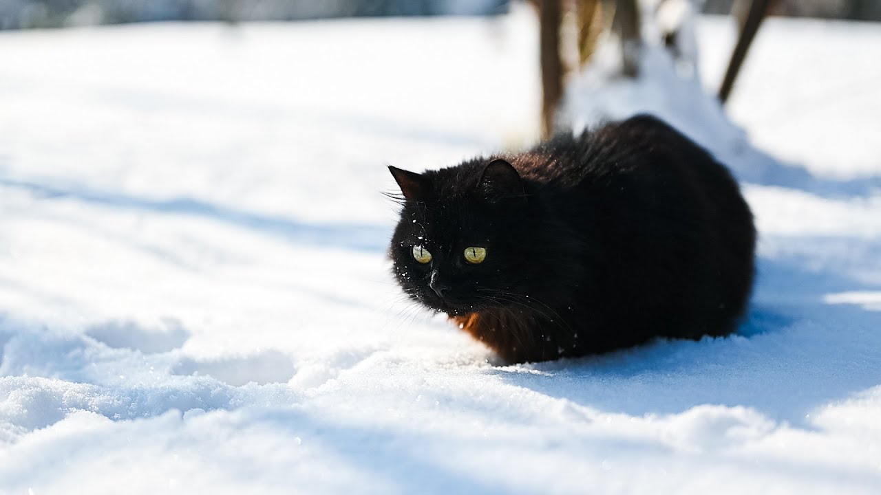 ❄️Black Norwegian Forest Cat❄️ Snow Zoomies