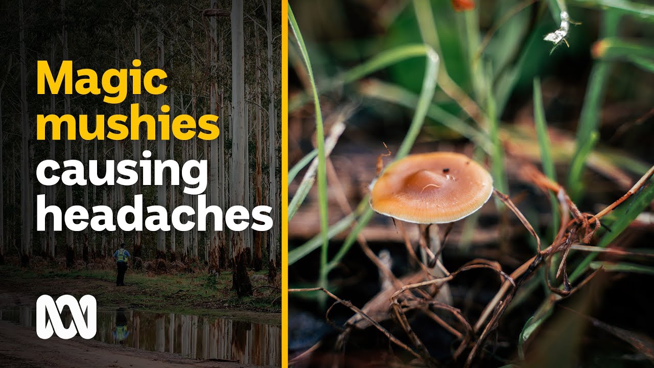 Magic mushroom season brings tourists on bad trips to this tiny town | ABC Australia