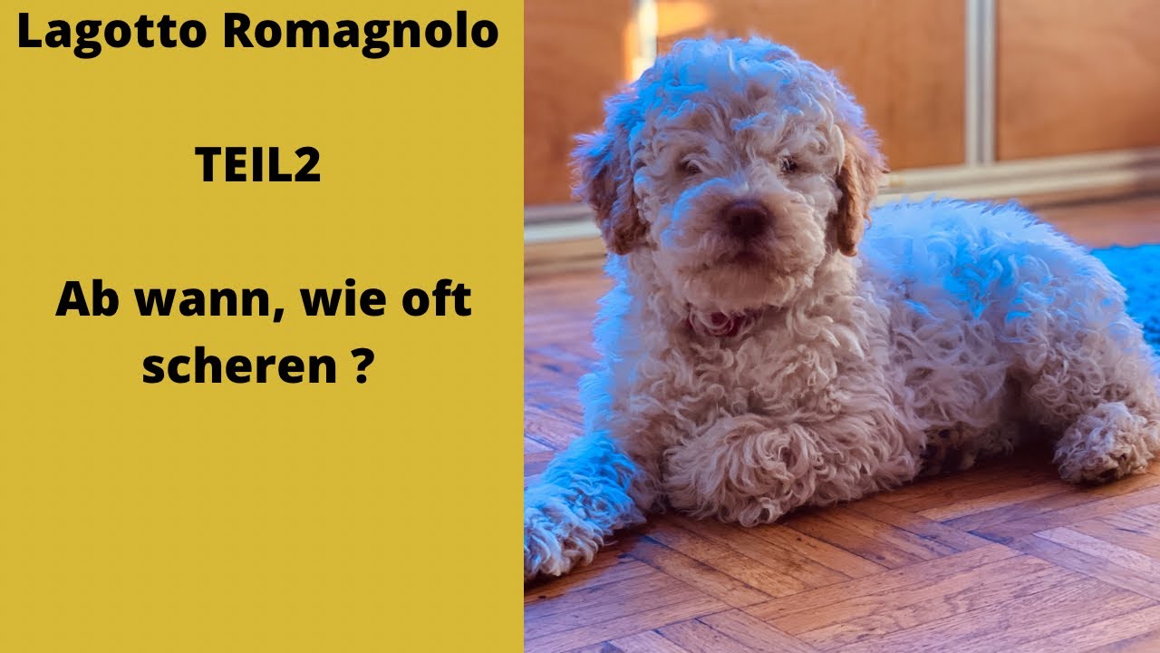 Lagotto Romagnolo Wann das erste mal Scheren? Wie oft?