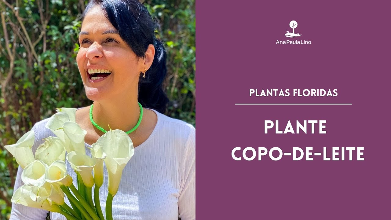 PLANTAS FLORIDAS:  Como cuidar de um Copo-de-leite